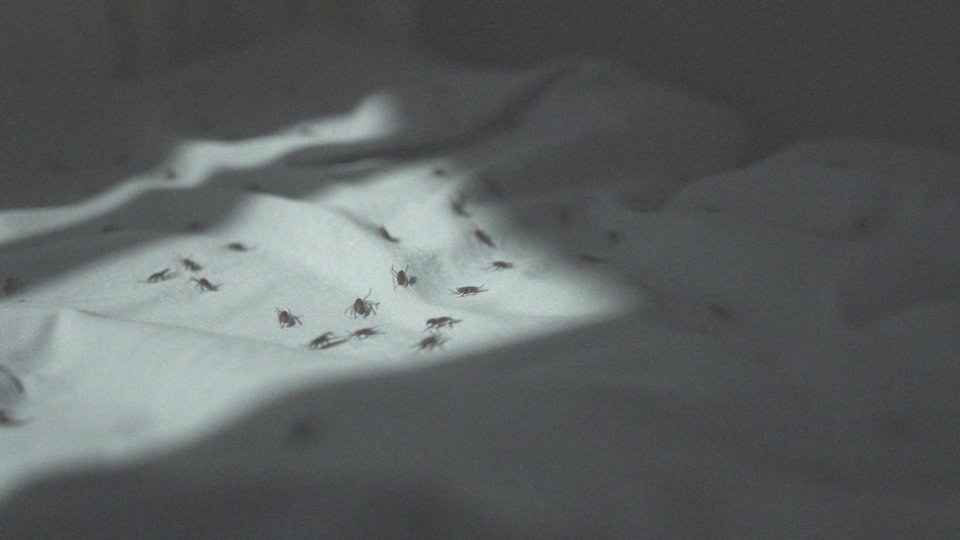 Jakie negatywne skutki może mieć obecność pluskiew dla mieszkańców?