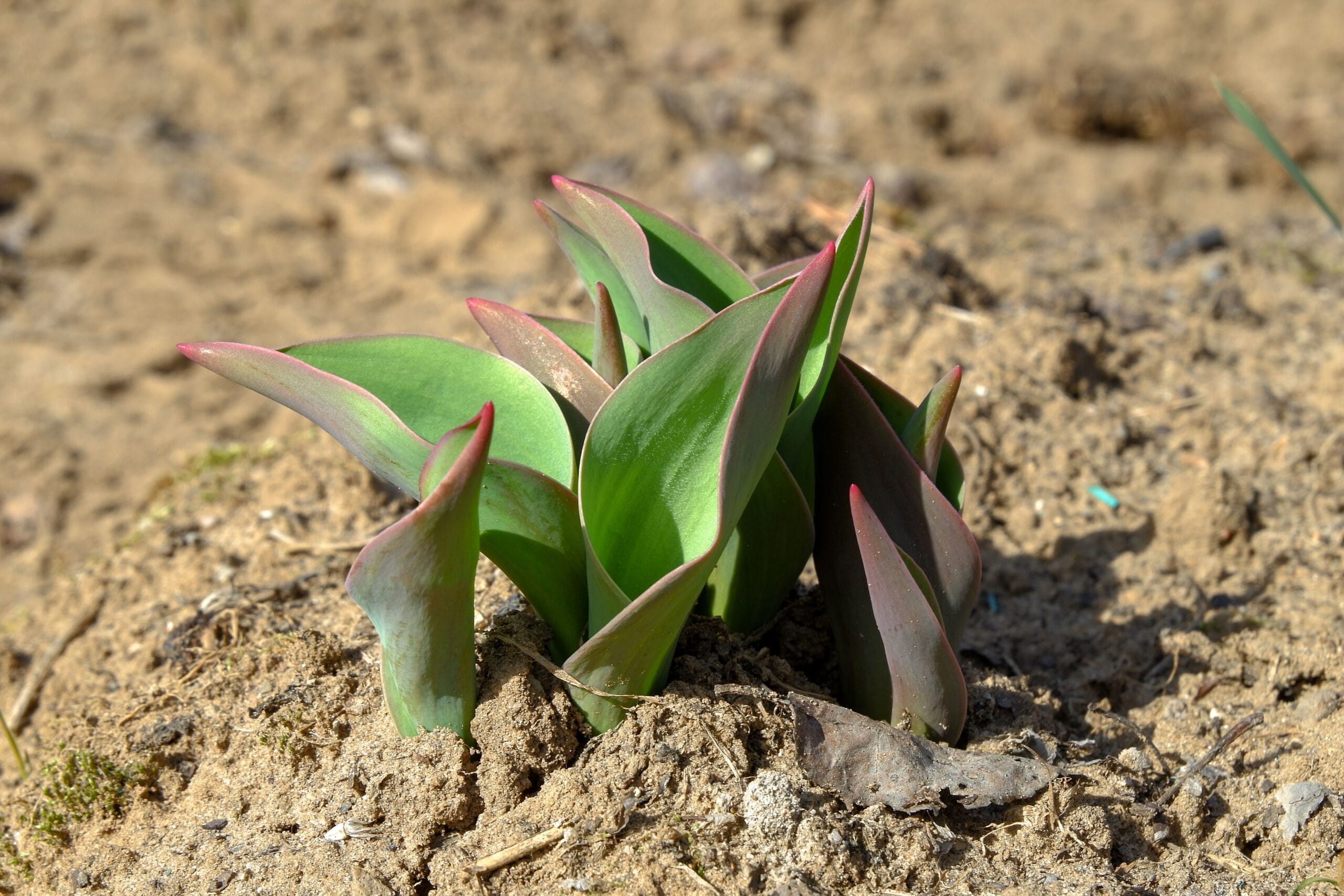 Tulipany w ogrodzie – kiedy i jak sadzić cebulki, aby pięknie zakwitły wiosną?